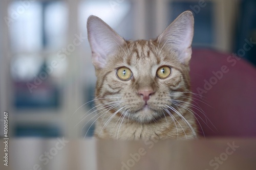 Cute ginger cat looking curious over the table to the camera.  © Lightspruch
