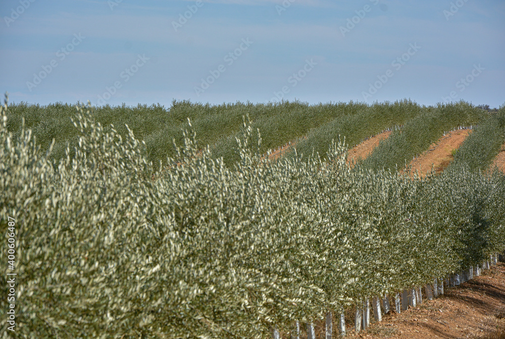 Mountain of small olive trees shaped like a wave, a first prize for sight. Mountain of small olive trees shaped like a wave, a first prize for sight.