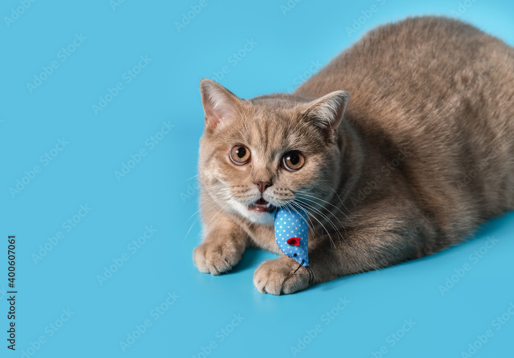 a peach-colored british shorthair cat holds blue rag toy mouse in its teeth. A bottom-up view. copy space