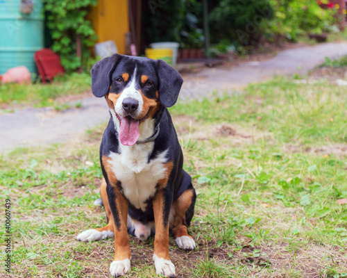 The Entlebucher Mountain Dog, male, 3 years old, sits against the backdrop of the village.