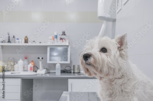 West Highland White Terrier waits in the vet's room to be examined. Medical care for pets. photo