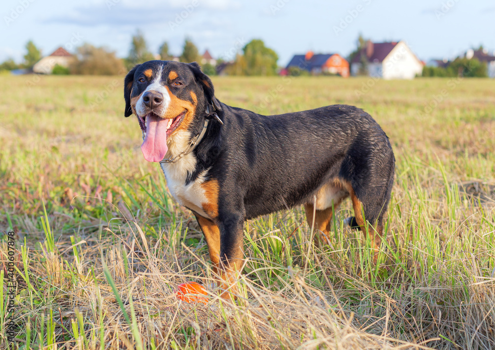 Entlebucher Mountain Dog, male, three years old, stands in a field against the backdrop of a distant village, autumn.