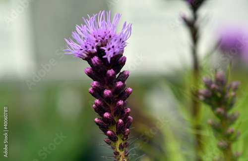 Nahaufnahme einer violetten Prachtscharte