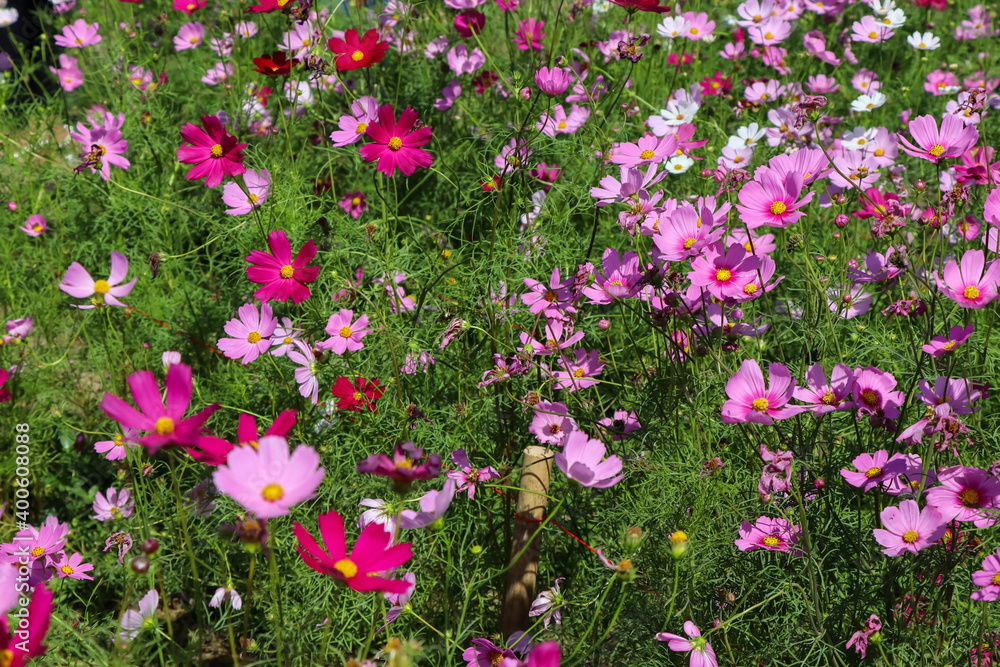 Fototapeta premium Cosmos sulphureus Cav flower are blooming