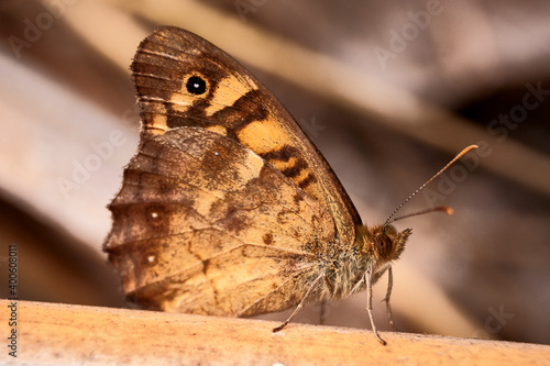 Fotografia Butterfly of brown colors on a branch