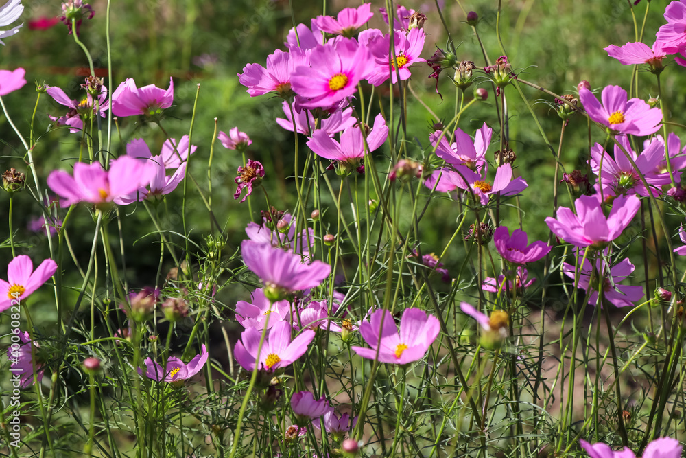 Obraz premium Cosmos sulphureus Cav flower are blooming