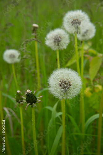 Beautiful white dandelion flowers close-up