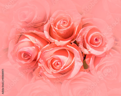 colorful pink rose flowers top view closeup  natural pattern background