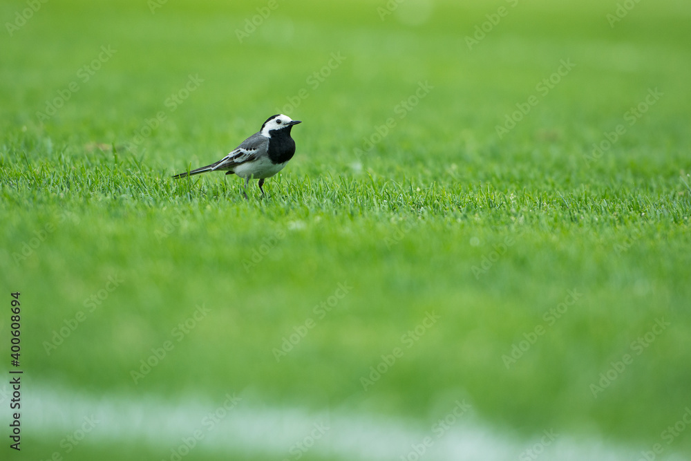 Bird (white wagtail) stay on the grass Bird (white wagtail) stay on the grass