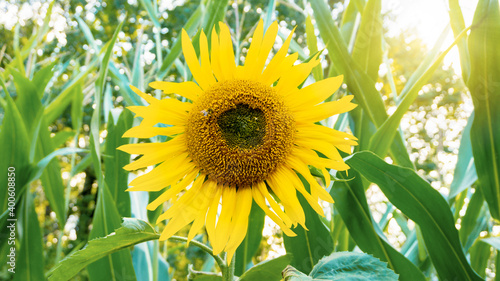 A beautiful large flower of a sunflower against the background of the sky with the setting sun. Single flower sunflower on blurred background with copy space. Raw materials for the oil production.