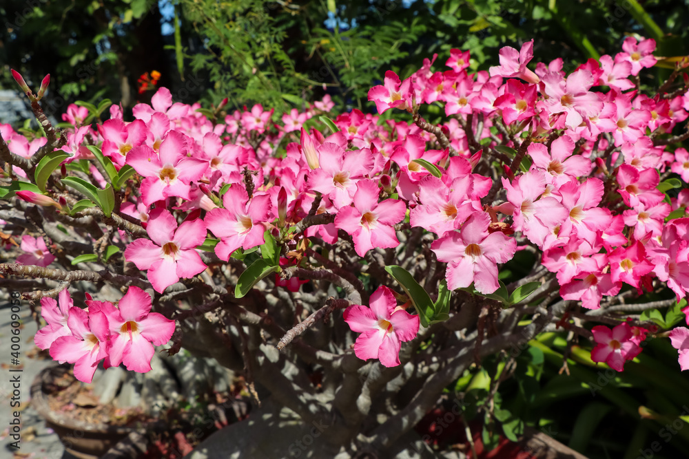 Adenium obesum flower are blooming