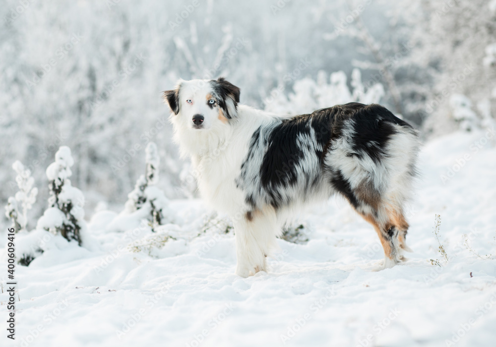 Australian shepherd standing in winter forest. Frozen plants. Australian shepherd standing in winter forest. Frozen plants.