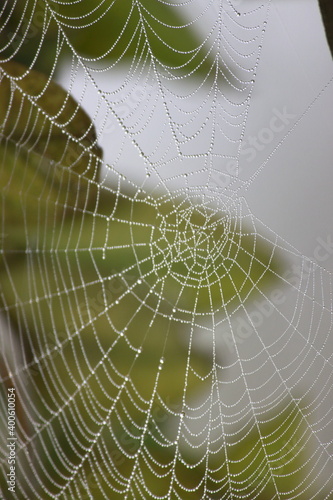 teia de aranha