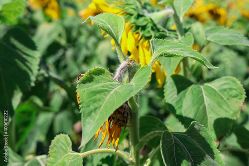 The sunflower is broken because of its heavy weight