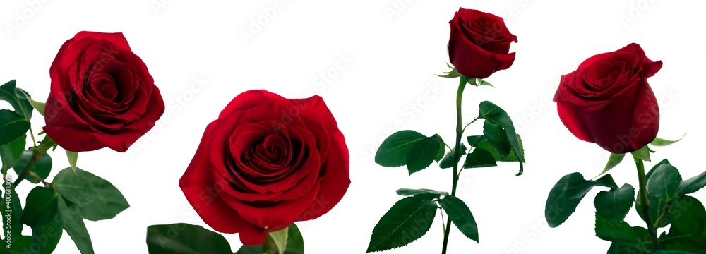 One flower of a closed red rose with stem and leaves in daylight in different angles on a white background One flower of a closed red rose with stem and leaves in daylight in different angles on a white background