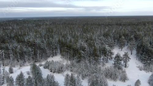 Flight over a pine forest in the winter Siberian taiga in Russia