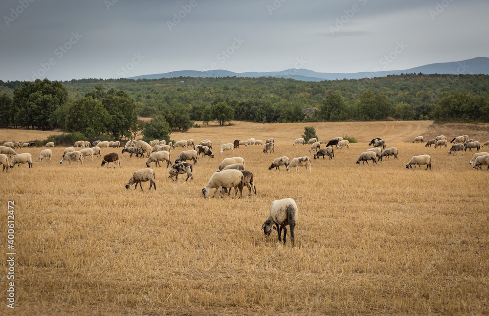 a flock of sheep grazing in the field next to Pedrajas (Soria), Castile and Leon, Spain a flock of sheep grazing in the field next to Pedrajas (Soria), Castile and Leon, Spain