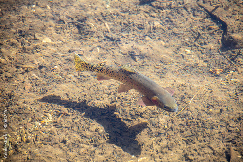 Fish in a Clear Lake