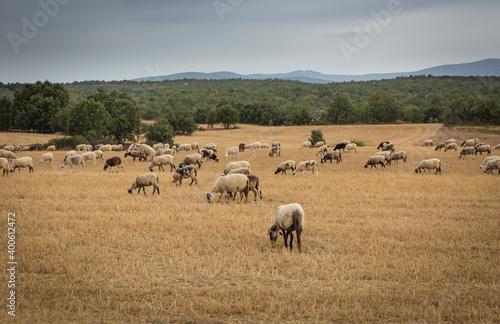 a flock of sheep grazing in the field next to Pedrajas (Soria), Castile and Leon, Spain
