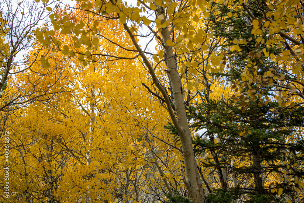 Aspen Trees in Rocky Mountain National Park Aspen Trees in Rocky Mountain National Park