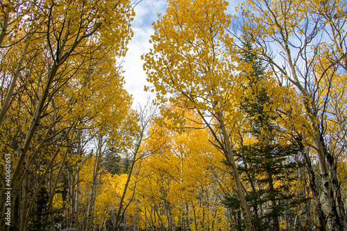 Aspen Trees in Rocky Mountain National Park