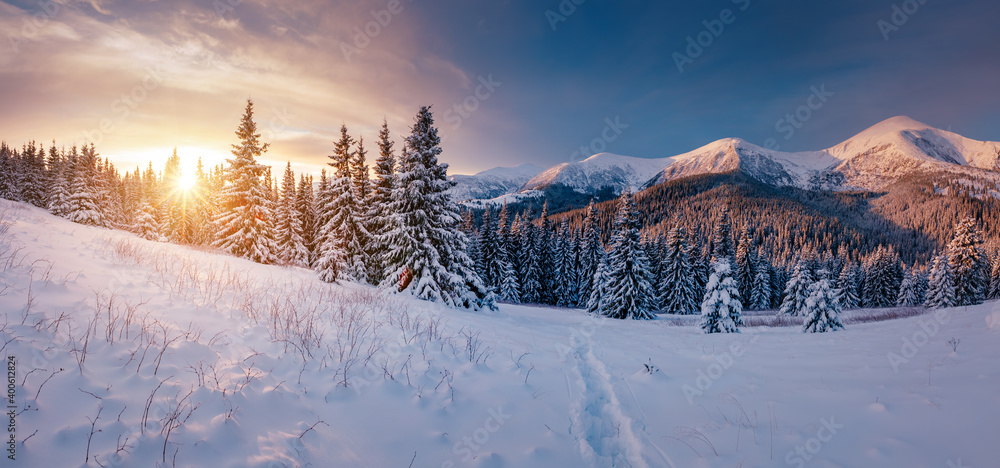 Scenic image of spruces tree in frosty day. Location place Carpathian mountains, Ukraine.