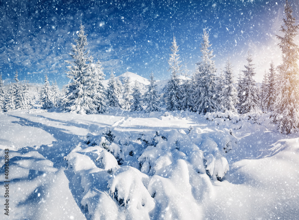 custom made wallpaper toronto digitalSplendid winter spruces in snow on a frosty day. Location place Carpathian mountains, Ukraine.