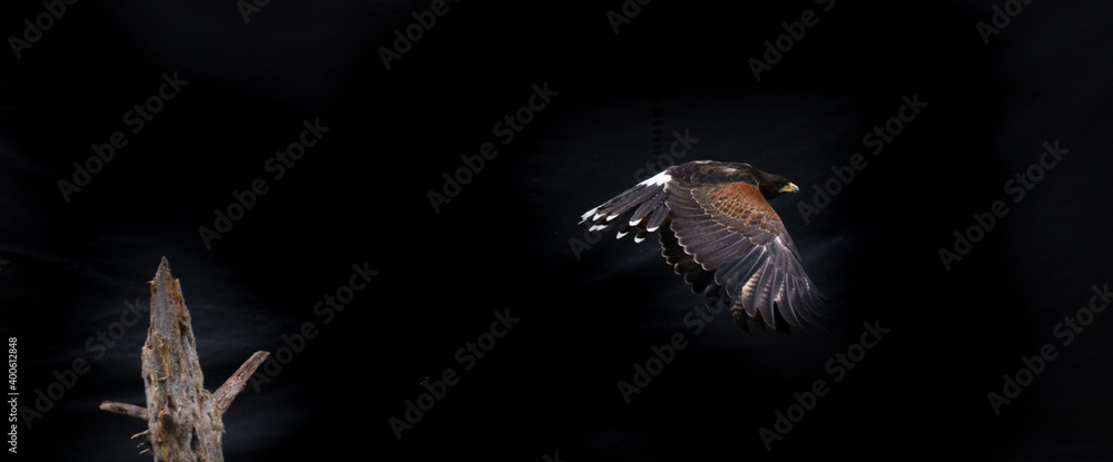 Ferruginous hawk bird in flight with spread wings Ferruginous hawk bird in flight with spread wings