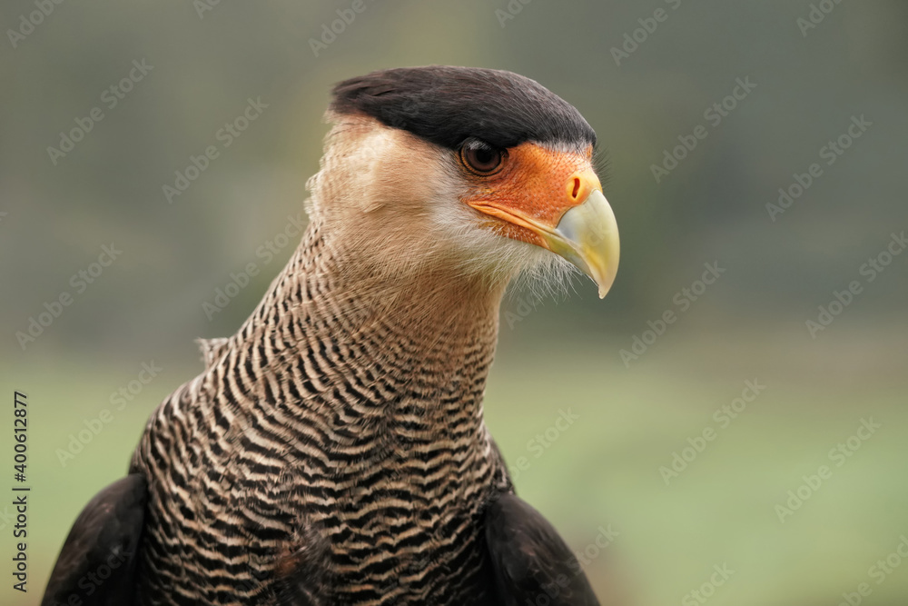 Fototapeta premium Geierfalke, auch Karakara, Schopfkarakara: Portrait mit grünem Hintergrund, caracara plancus