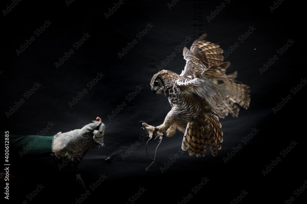 Horned owl landing on trainer's hand holding raw food Horned owl landing on trainer's hand holding raw food