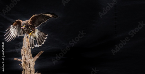Ferruginous hawk bird with food in beak landing on tree trunk