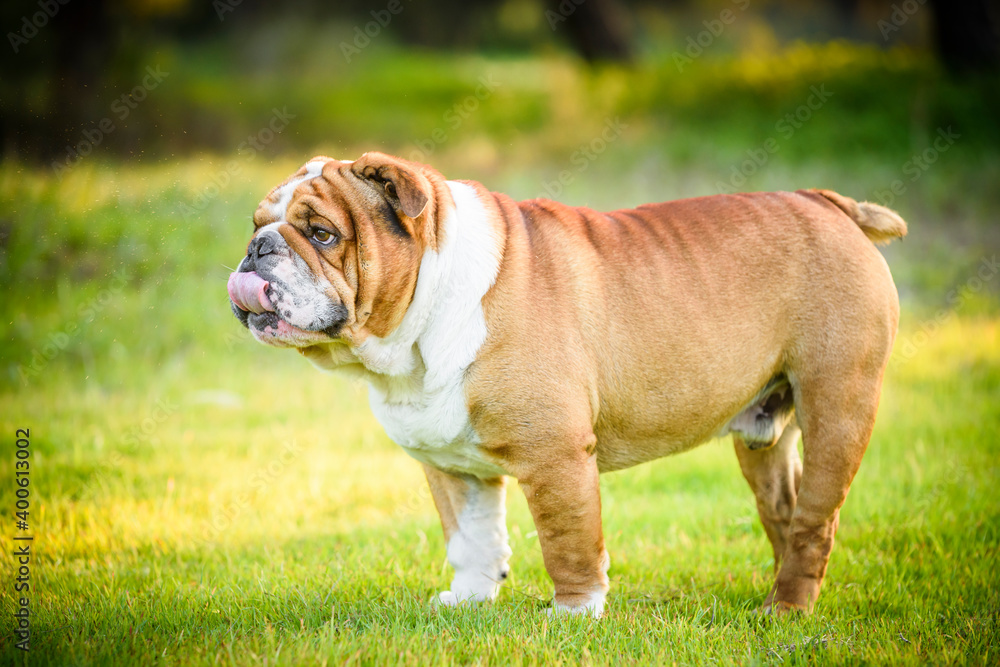 Portrait of beautiful English Bulldog