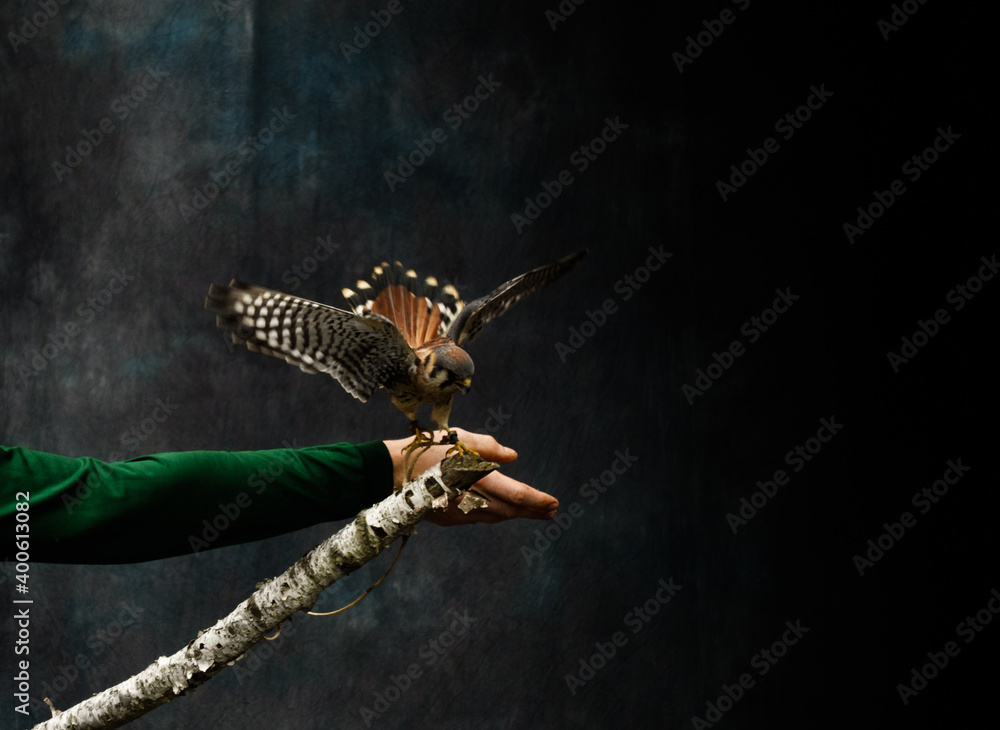 Fototapeta premium Ferruginous hawk on his trainer's hand