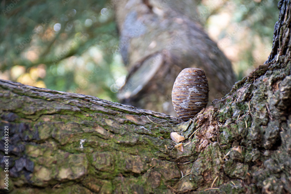 Fototapeta premium pinecone on a tree