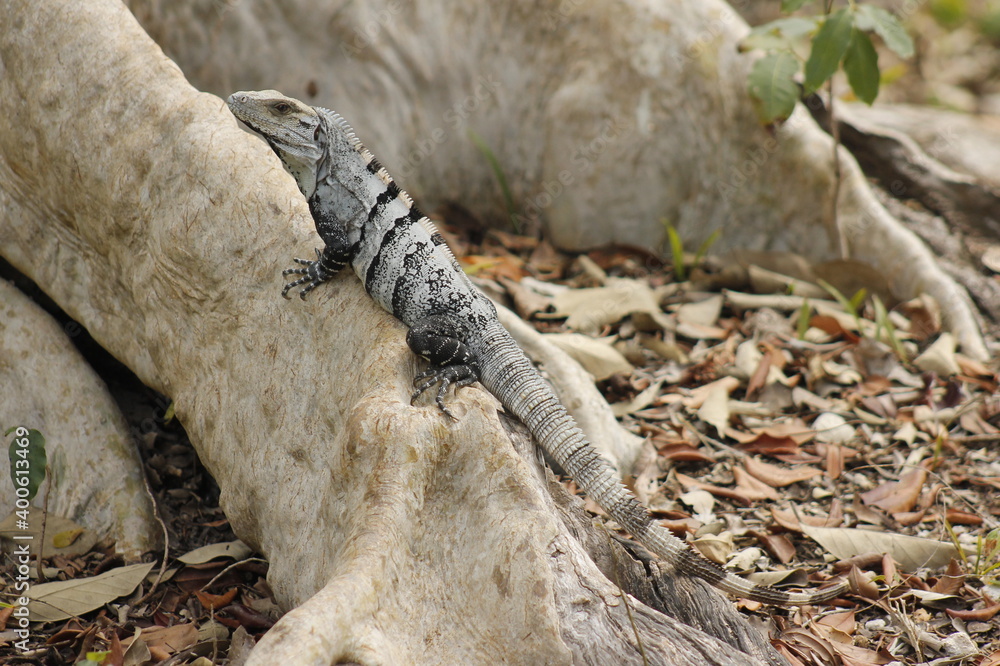Gray lizard with black stripes posing on the roots of a tree