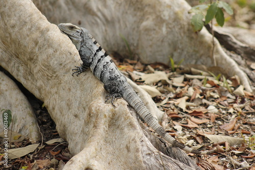 Obraz na płótnie Gray lizard with black stripes posing on the roots of a tree w salonie