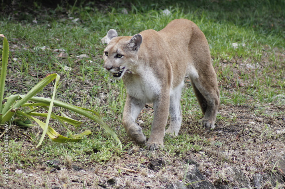 cougar walking among the vegetation waiting for its prey