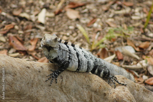 Gray lizard with black stripes posing on the roots of a tree