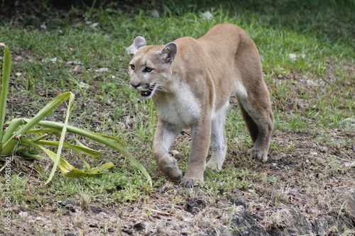 Obraz na płótnie cougar walking among the vegetation waiting for its prey w salonie