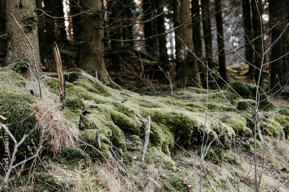 Forest Floor Covered In Moss Forest Floor Covered In Moss