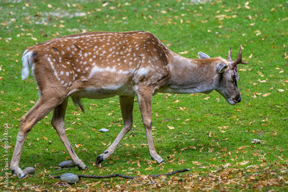 The fallow deer, Dama mesopotamica is a ruminant mammal The fallow deer, Dama mesopotamica is a ruminant mammal
