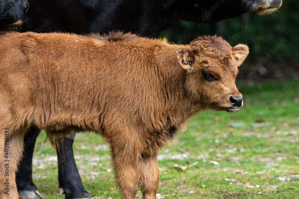 Obraz premium Baby Heck cattle, Bos primigenius taurus or aurochs in the zoo