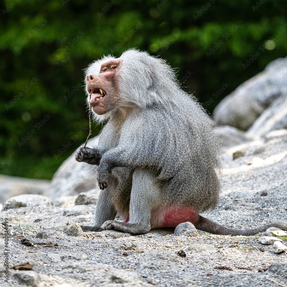 The hamadryas baboon, Papio hamadryas is a species of baboon The hamadryas baboon, Papio hamadryas is a species of baboon