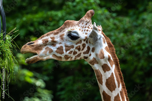 The giraffe, Giraffa camelopardalis is an African mammal © rudiernst