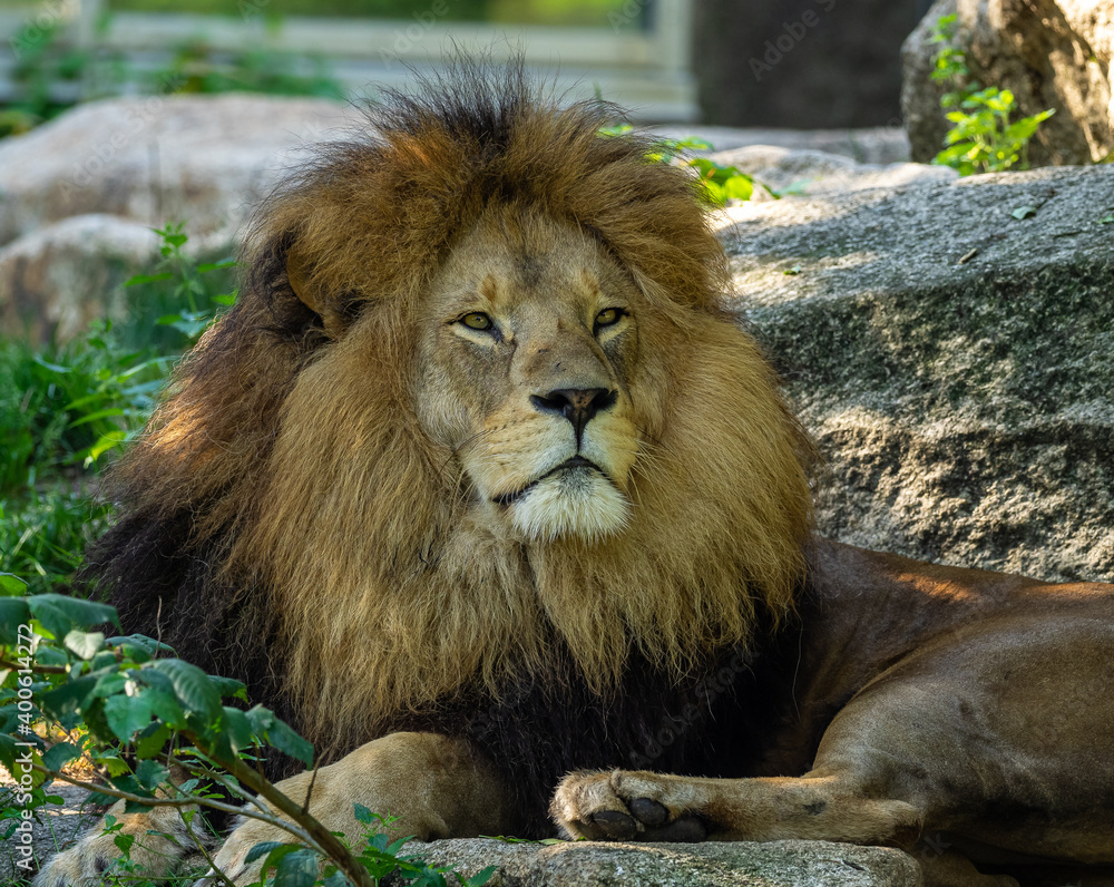 The lion, Panthera leo is one of the four big cats in the genus Panthera The lion, Panthera leo is one of the four big cats in the genus Panthera