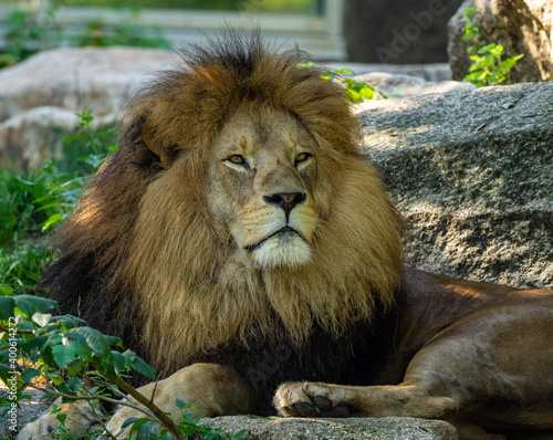 The lion  Panthera leo is one of the four big cats in the genus Panthera