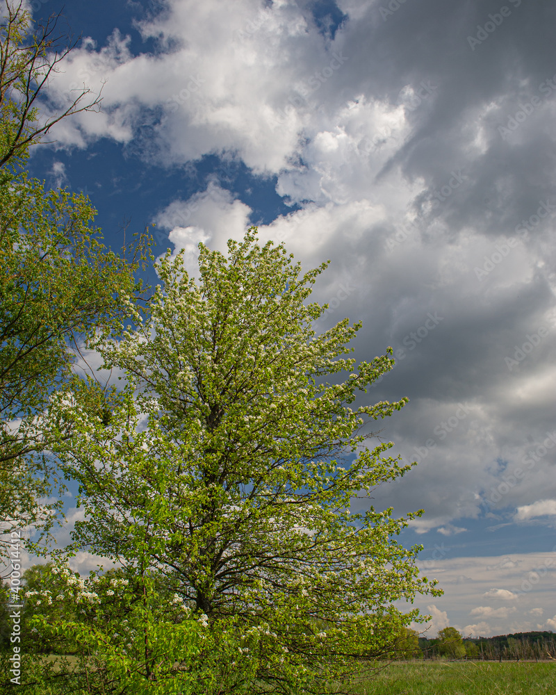 Blooming trees in the meadow on a sunny day, rural landscape. Blooming trees in the meadow on a sunny day, rural landscape.