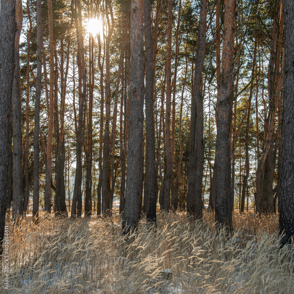 Fototapeta premium Trunks of pine trees in the forest and sun.