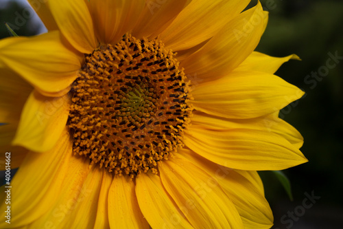 Close up of single sunflower head facing morning sun