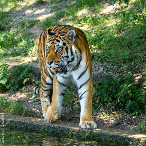 The Siberian tiger Panthera tigris altaica in a park